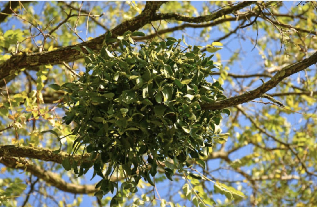 A Kiss Under the Mistletoe???